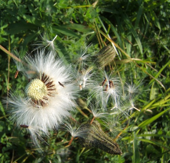 dandelion fluff 2