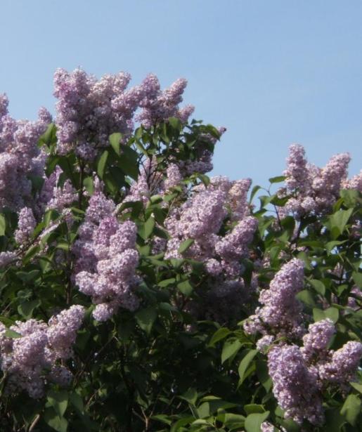 lilacs