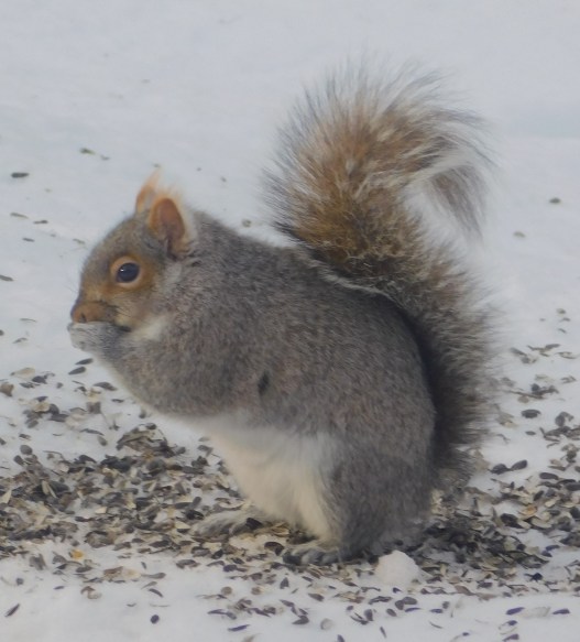 squirrel as a vector