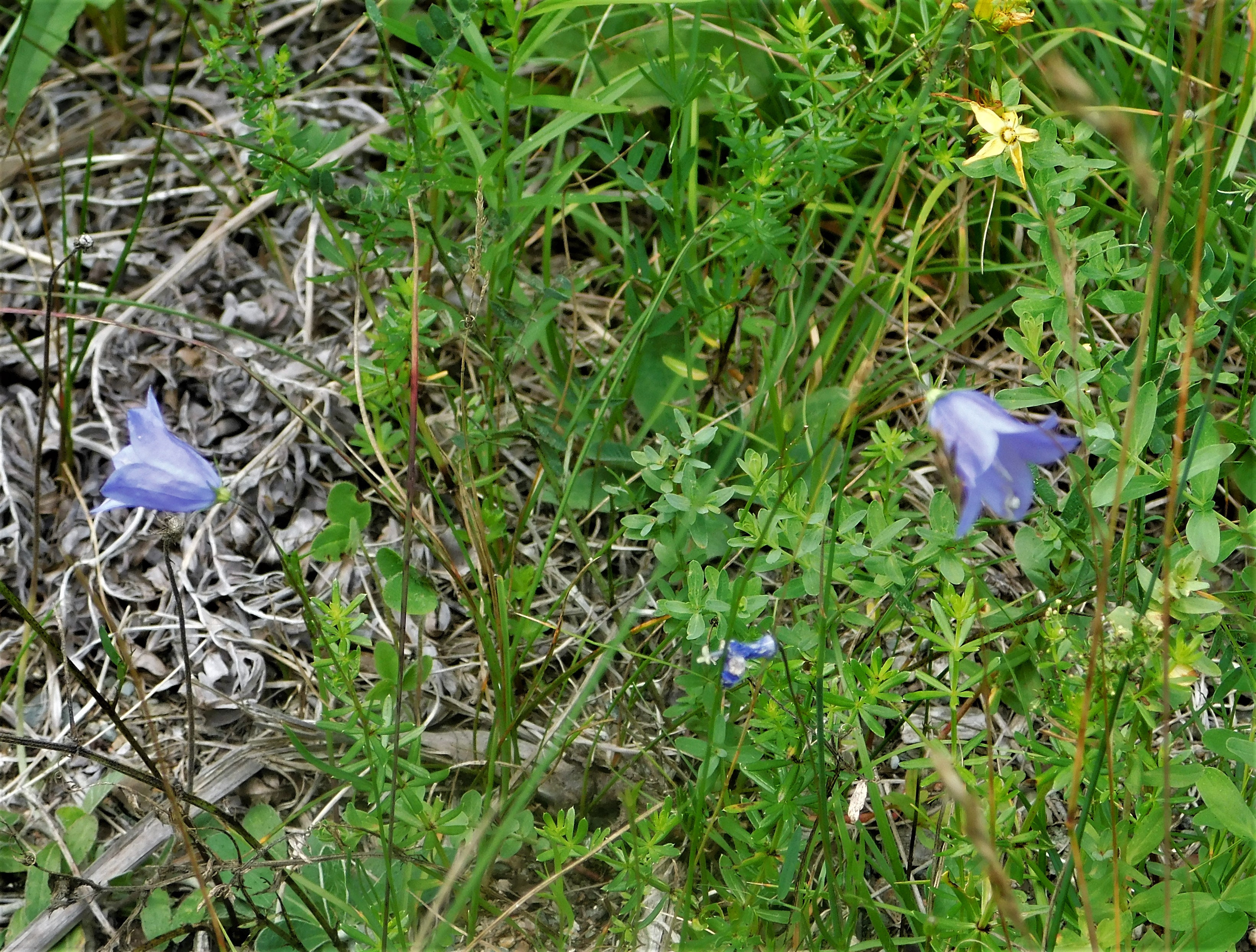 20 Wiggens Mill harebell cropped